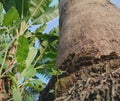 The tree trunks died due to logging. There are many fresh green banana trees around them Royalty Free Stock Photo