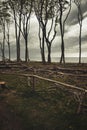 Tree trunks fallen on the grass near the beach - deforestation concept