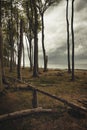 Tree trunks fallen on the grass near the beach - deforestation concept