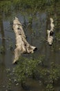 Tree trunks fallen into the water