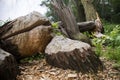 Tree trunks felled by beavers. Early spring season