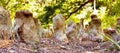 Tree trunks in forest