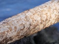 Tree trunks gnawed by beaver with teeth marks Royalty Free Stock Photo