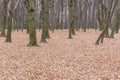 Tree trunks growing chaotically in a wild forest among fallen autumn leaves