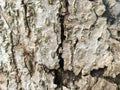 Tree trunks that have a rough texture and small cavities look dramatic for backgrounds. Royalty Free Stock Photo