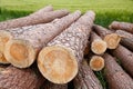 Tree trunks lying in a green field