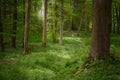 Tree trunks in a mixed coniferous forest with white flowering ground cover plants and sunlight from behind, copy space