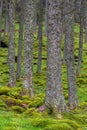 Tree trunks and a mossy ground Royalty Free Stock Photo