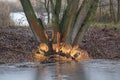 Tree trunks near the water destroyed by beavers Royalty Free Stock Photo