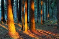 Tree trunks in a pine forest at sunset