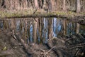 Tree trunks are reflected in a construction trench filled with water with the remnants of roots in the foreground Royalty Free Stock Photo