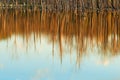 Tree trunks reflected in the water in high water