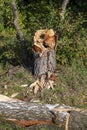 tree trunks sawn and folded for transportation and processing