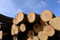 Tree trunks stacked for transport after logging. Royalty Free Stock Photo