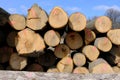 Tree trunks stacked for transport after logging. Royalty Free Stock Photo