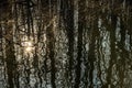 Tree Trunks and a Starburst Sun Reflected in Rippling Water Royalty Free Stock Photo