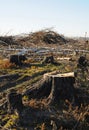 Tree trunks, stumps, felled branches Royalty Free Stock Photo