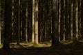 Tree trunks in a sunny pine forest in Ardennes Royalty Free Stock Photo