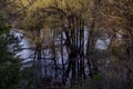 Tree Trunks swamped in a flooded marsh Royalty Free Stock Photo