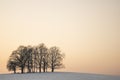 Tree trunks at the top of a hill at sunset Royalty Free Stock Photo