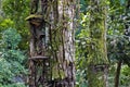 Tree trunks on tropical rainforest, Rio Royalty Free Stock Photo