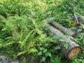 Tree trunks in the undergrowth Royalty Free Stock Photo