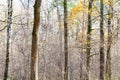 Tree trunks and undergrowth in park in late fall Royalty Free Stock Photo