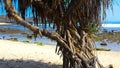 Tree trunks at Watu Karung sand beach