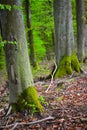 TREE TRUNKS IN A WOOD