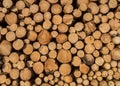 Tree trunks wood template industry Royalty Free Stock Photo