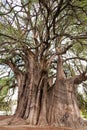 Tree of Tule Vertical View Royalty Free Stock Photo