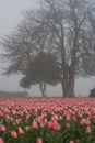 Tree and tulips