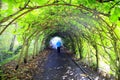 Tree Tunnel. Royalty Free Stock Photo