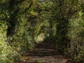 Tree Tunnel Countryside Track Royalty Free Stock Photo