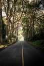 Tree tunnel