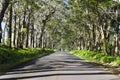 Tree tunnel Royalty Free Stock Photo