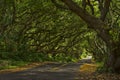 Tree tunnel Royalty Free Stock Photo