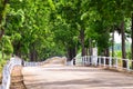 Tree tunnel