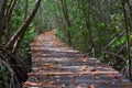 Tree tunnel in Mang at Laem Phak Bia Petrove forest nature trail