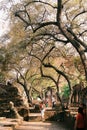 Tree tunnel