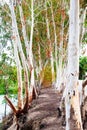 Tree Tunnel natural land