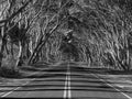 A Tree Tunnel in Kagaroo Island, Australia Royalty Free Stock Photo