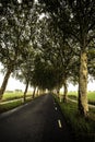 Tree tunnel road