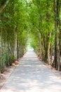 Tree tunnel road. Road through tree tunnel, Tree tunnel road view Royalty Free Stock Photo