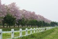 The romantic tunnel of pink flower trees. Royalty Free Stock Photo