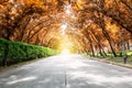 Tree tunnel with sunlight,autumn lanscape