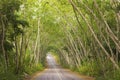 Tree tunnel Royalty Free Stock Photo