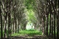 Tree tunnel Royalty Free Stock Photo