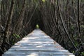 Tree tunnel, Wooden Bridge In Mangrove Forest at Laem Phak Bia, Royalty Free Stock Photo