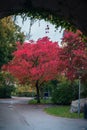 Tree turned red during autumn in Lund Sweden